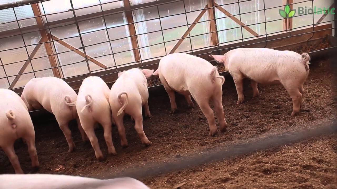 Bakterien für die Einstreu in einem Schweinestall