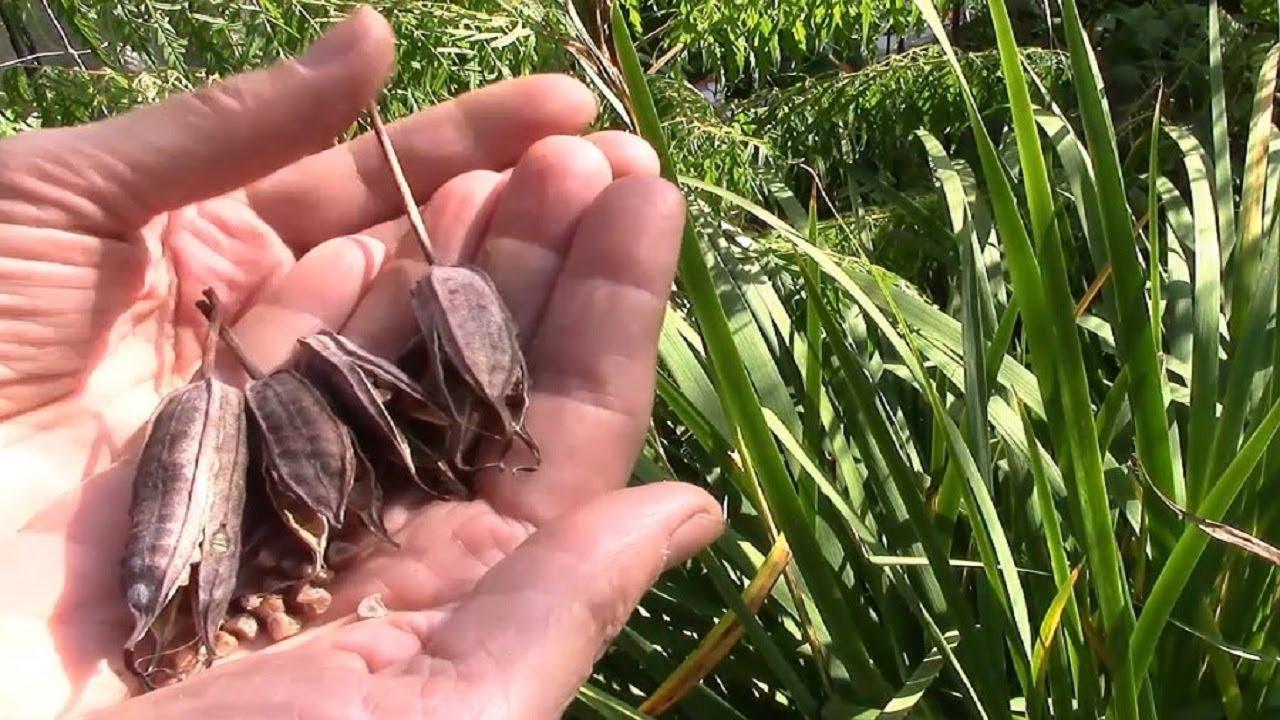 voortplanting van de iris