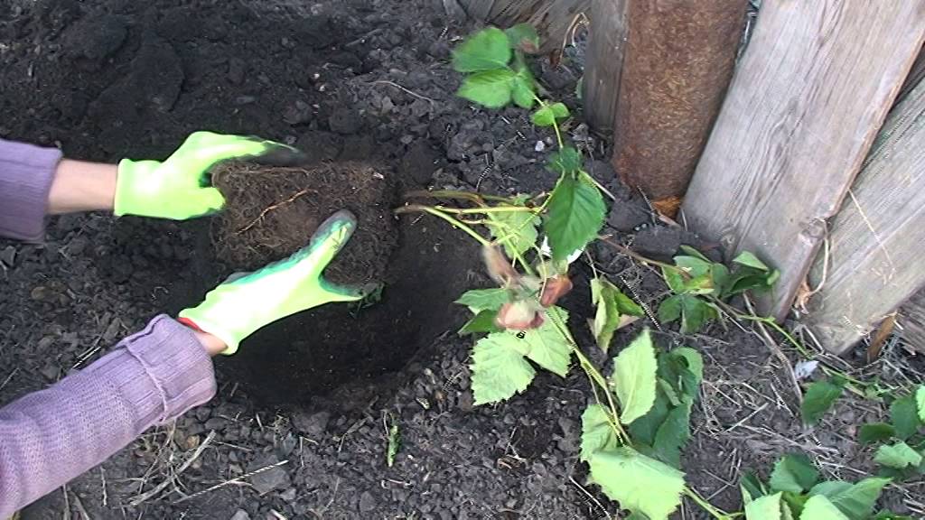 plantando moras