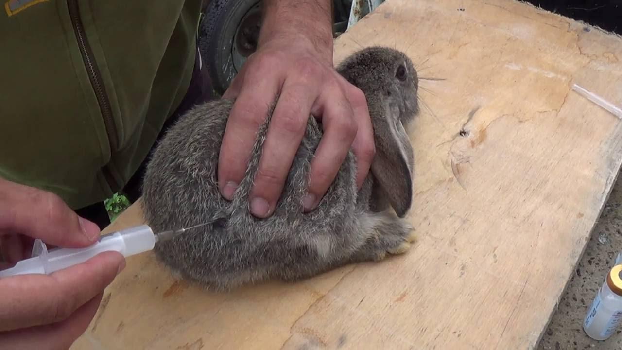 vacinação de coelhos