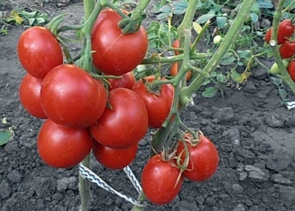 tlusté rajče f1 v otevřeném terénu