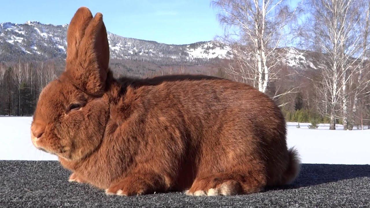 lapin de Nouvelle-Zélande