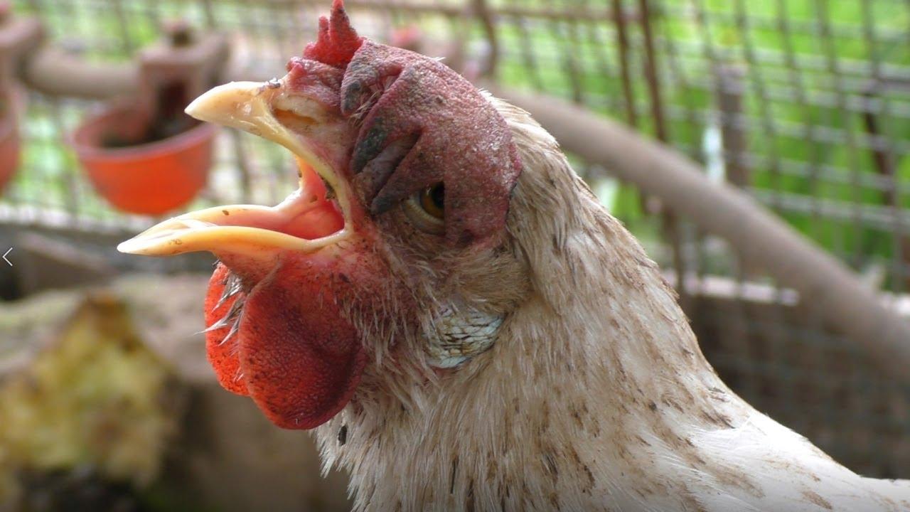 vers chez les poulets