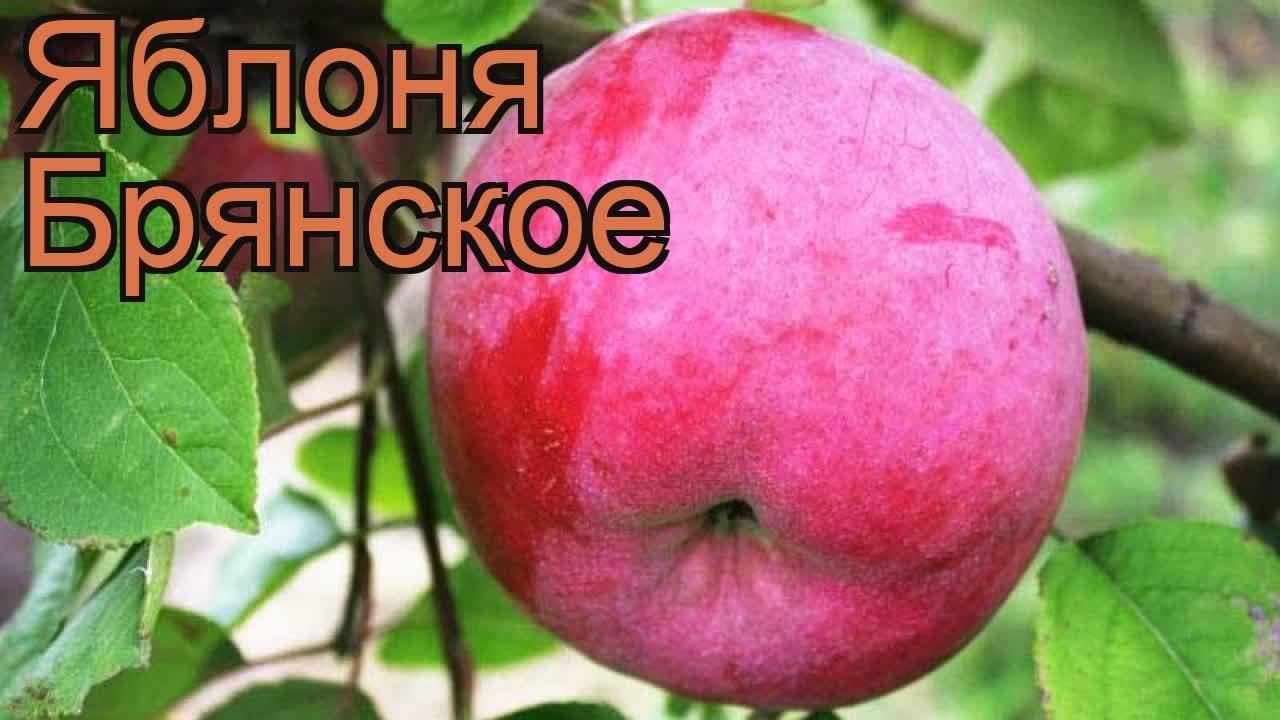 jabloň Bryansk