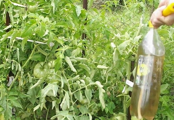 Füttern von Tomaten im Freiland