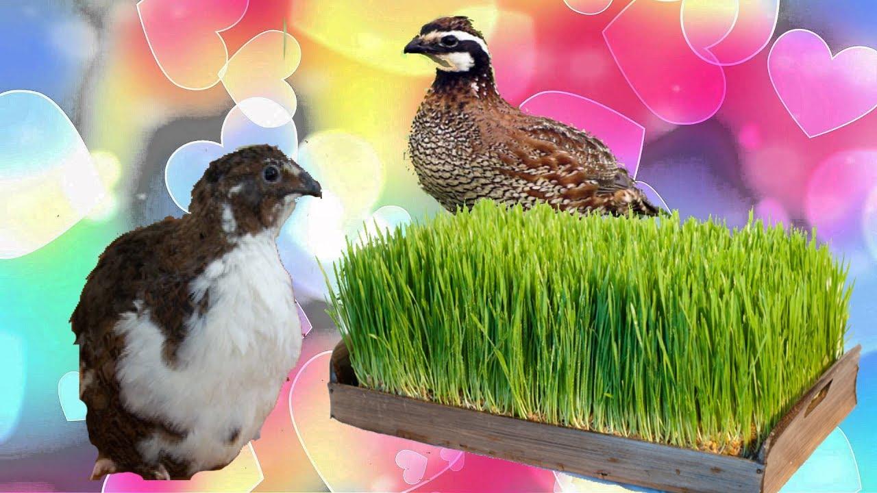 grass and quail