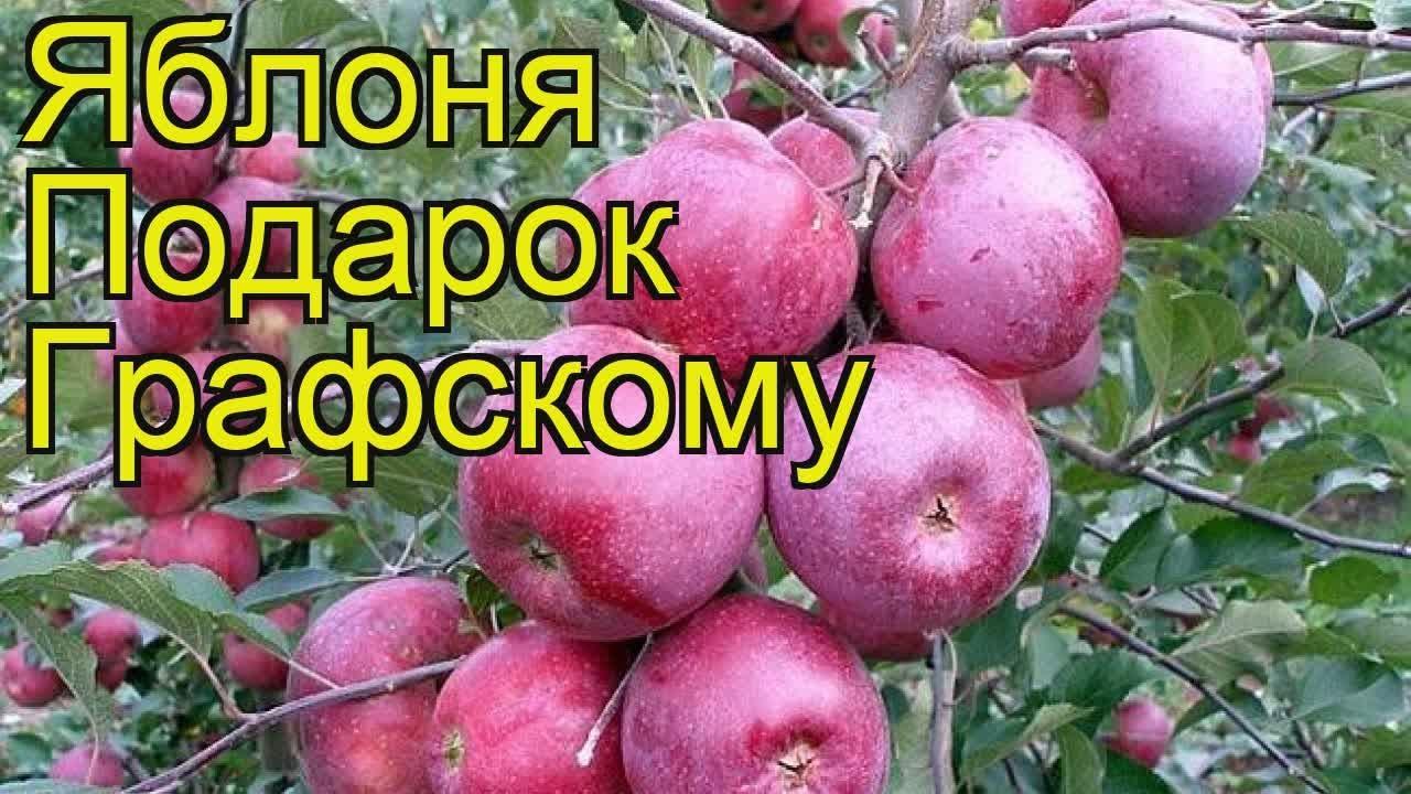 јабука поклон грофу