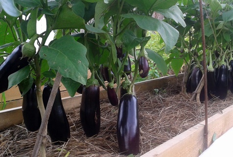 Aubergine im Gewächshaus