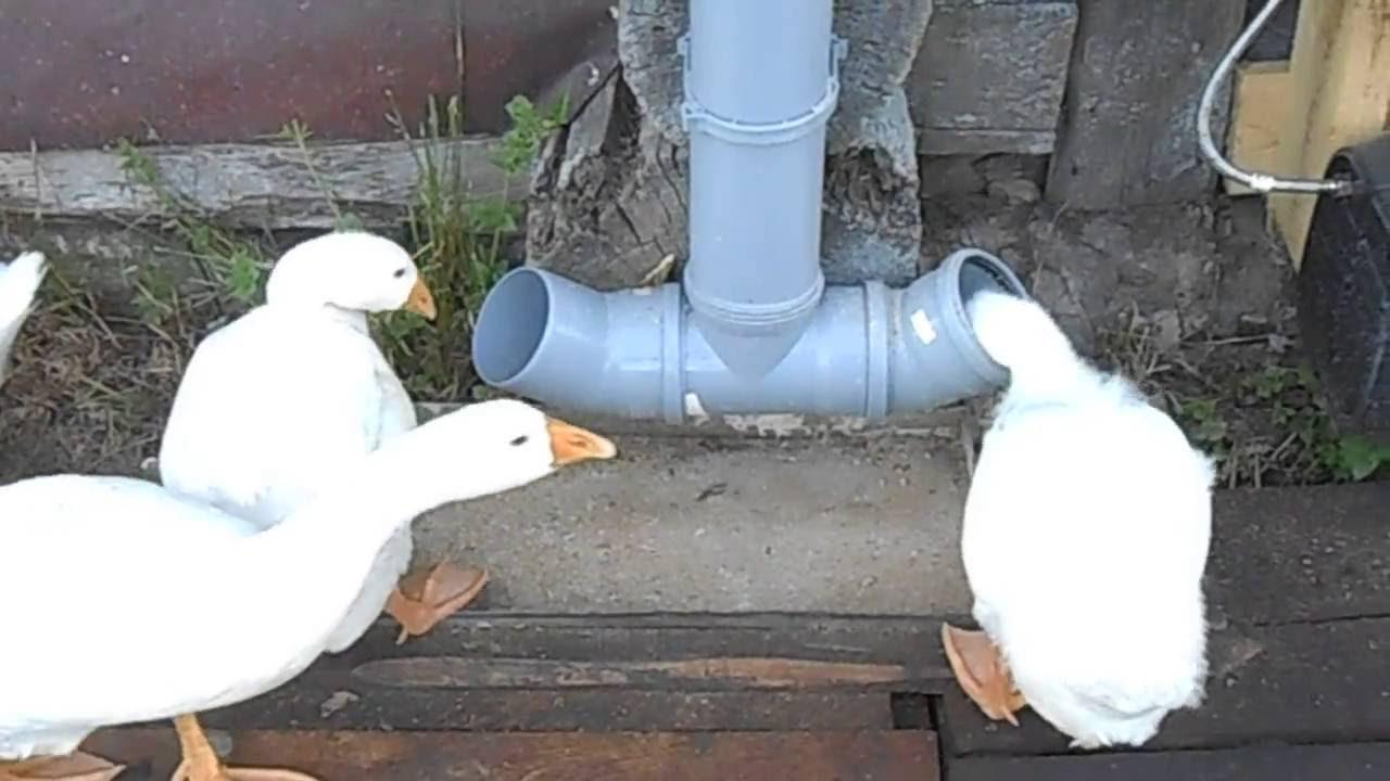 Plastic containers are the simplest and most affordable way to feed poultry