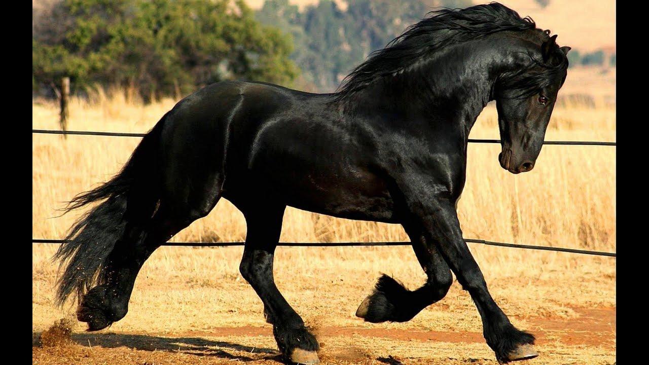 Friesian horse