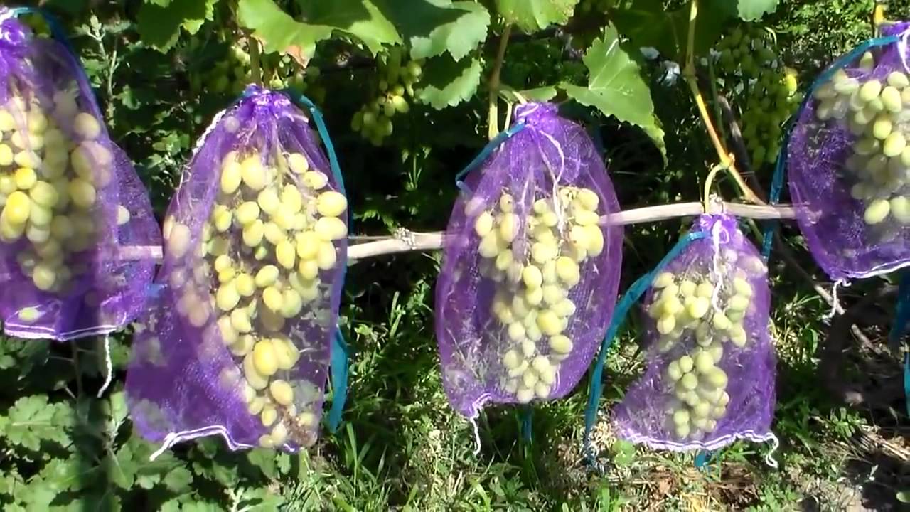 protegendo uvas de vespas