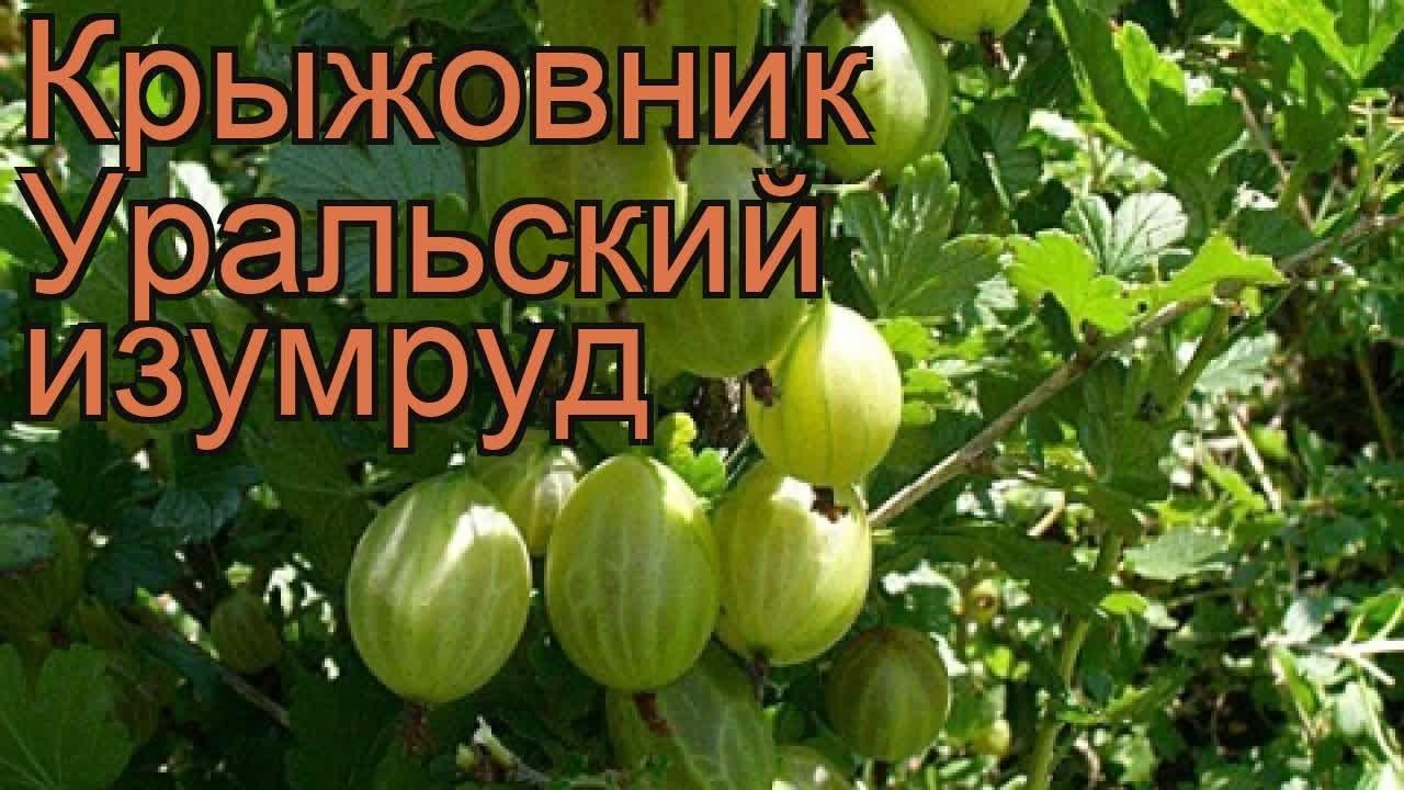 gooseberry Ural emerald