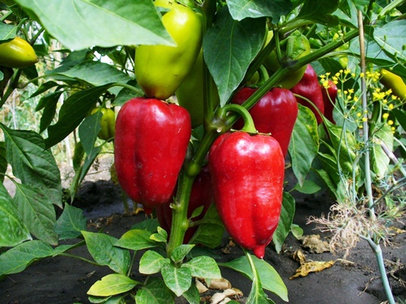 pepper in the garden