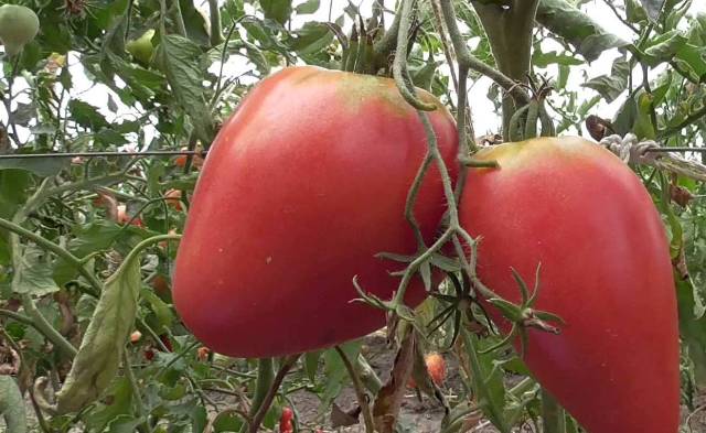 Tomate auf einem Zweig