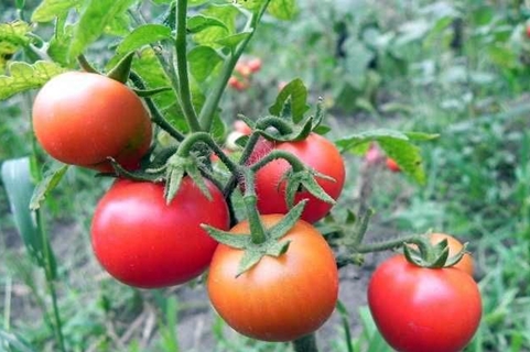 variétés de tomates Le rêve d'un jardinier