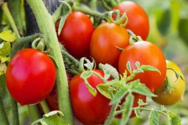 irrigation of tomato