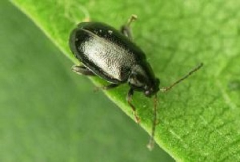 flea on a leaf