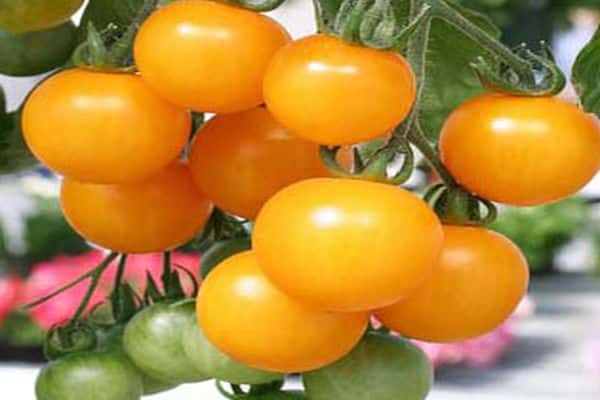 Charakteristika a popis odrůdy rajčat Honey Bunch