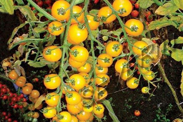 watering a tomato