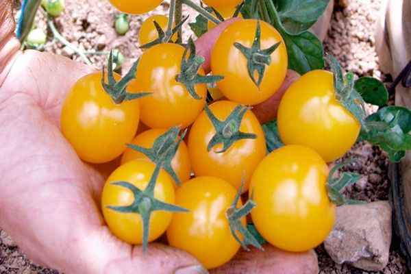 tomate en bouquet de miel