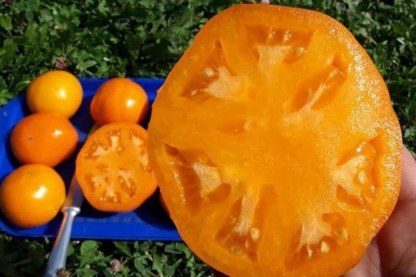 cross-section of tomato