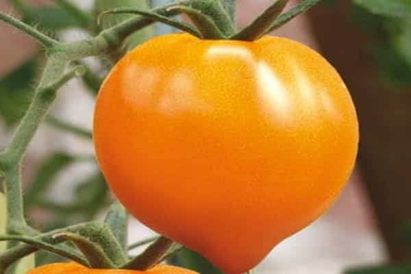 coeur de miel de tomate en pleine croissance