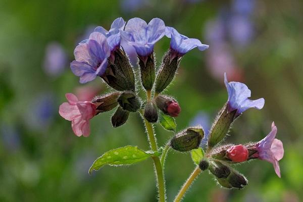 græs blomstrer 