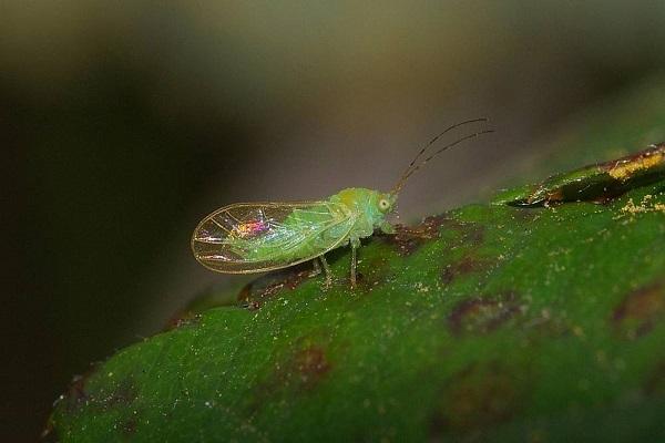 plaga d'insectes 