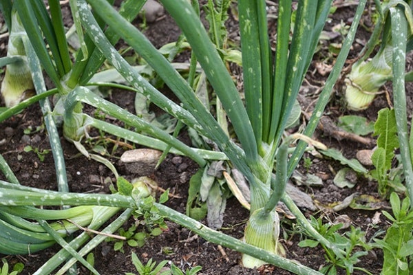 tratamiento de cebolla