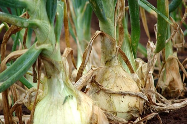 Control measures and treatment of onions against peronosporosis (downy mildew)