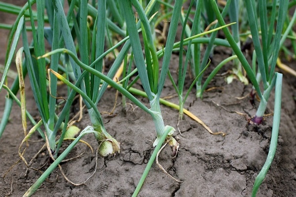 downy mildew on onions