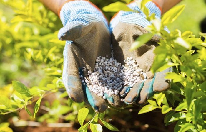 hands with fertilizer 