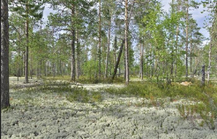 nördlicher Wald