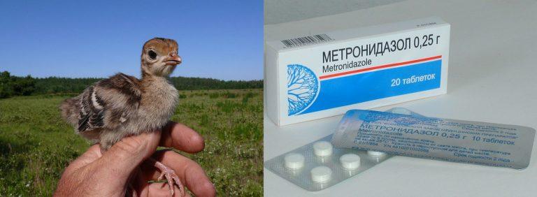 metronidazol til kalkunfjer