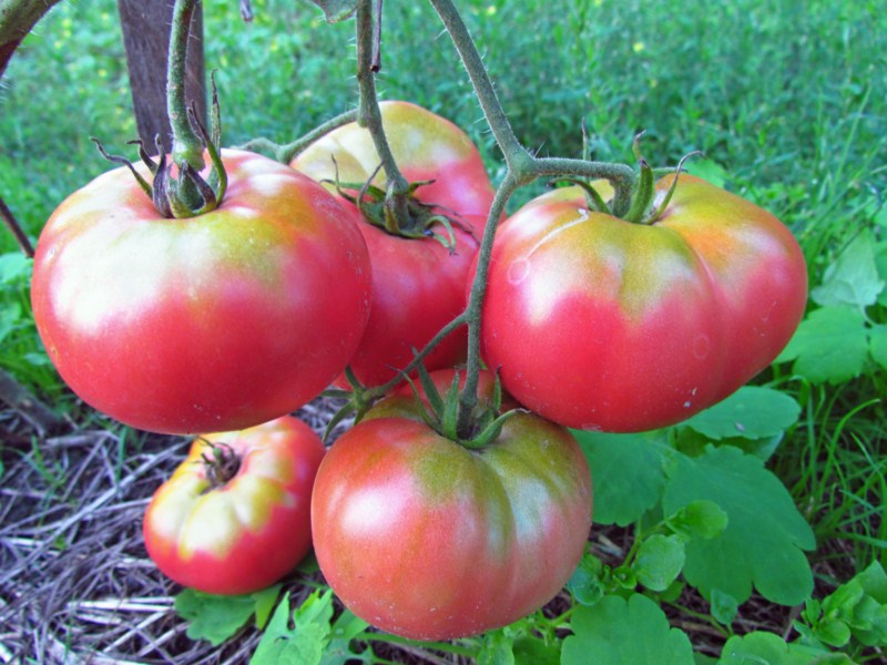 Mikádo růžové rajče