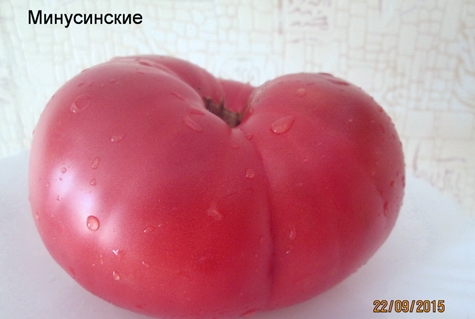 Tomate Minusinsk