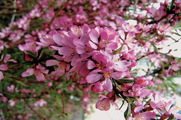 fleur d'arbre 