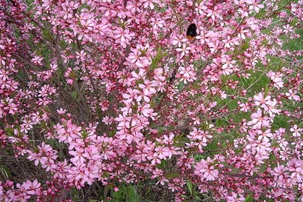 pollinisation des arbres 