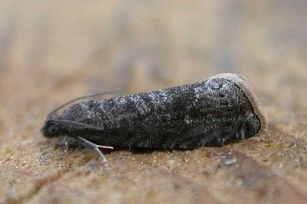 codling moth pest 