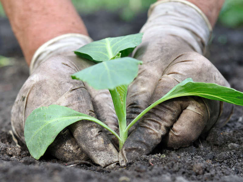 Düngemittel für Kohl