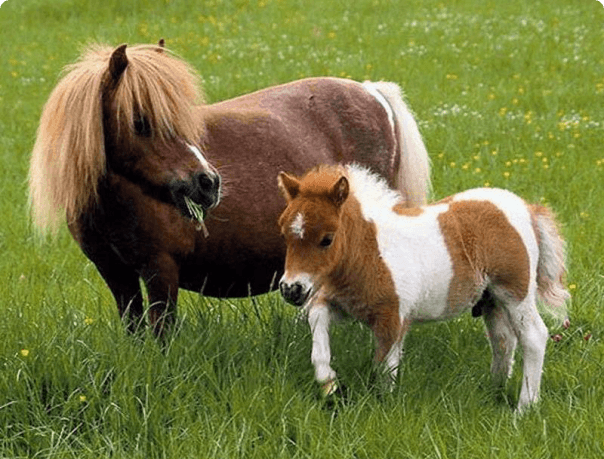 mini kůň