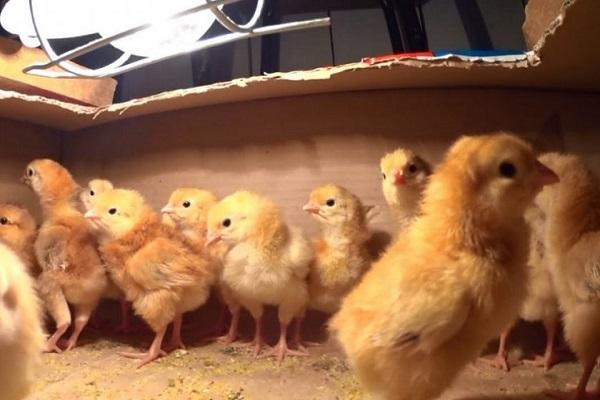 chicken breeding 