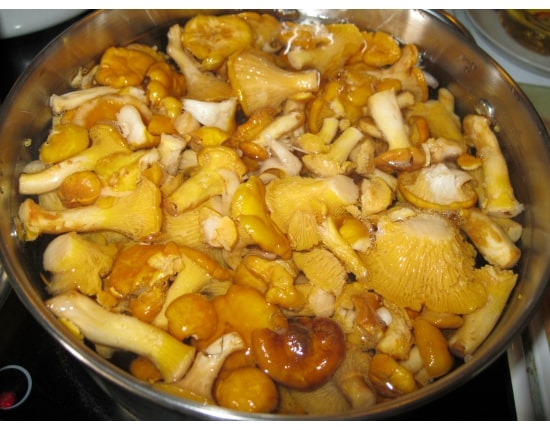 haşlanmış chanterelles