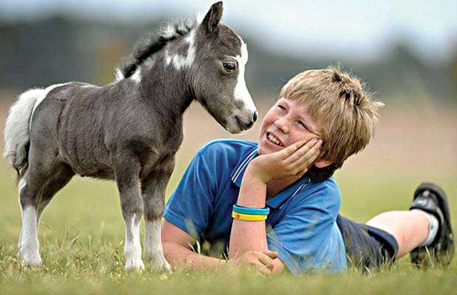 mini kůň