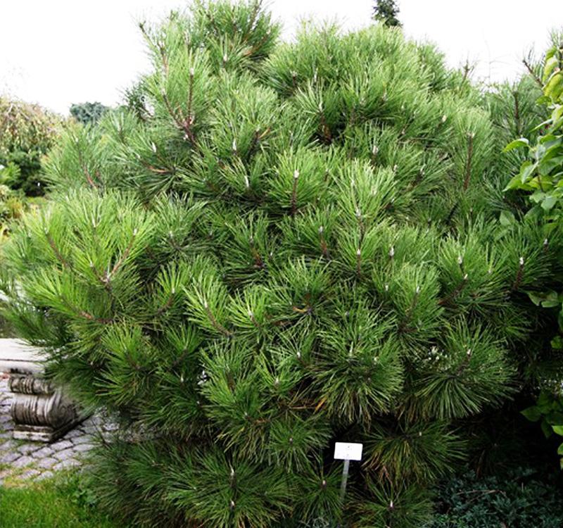 Black pine Nana