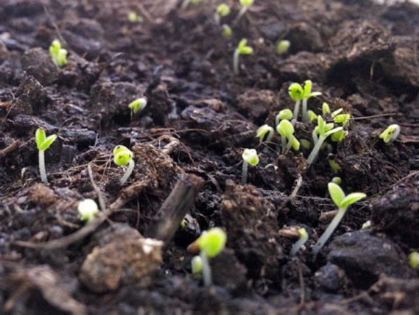 Popis ombalo - pennyroyal, vlastnosti výsadby a péče