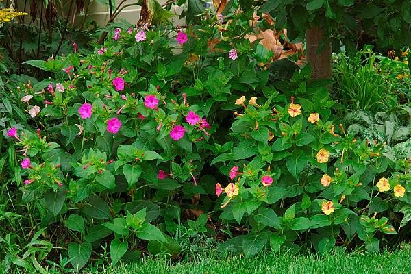 cama de flores 