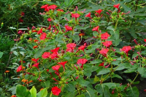 flor roja 