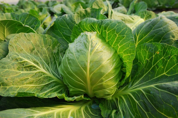 large leaves 