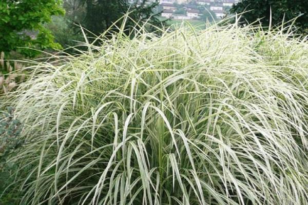 Miscanthus-Sorte